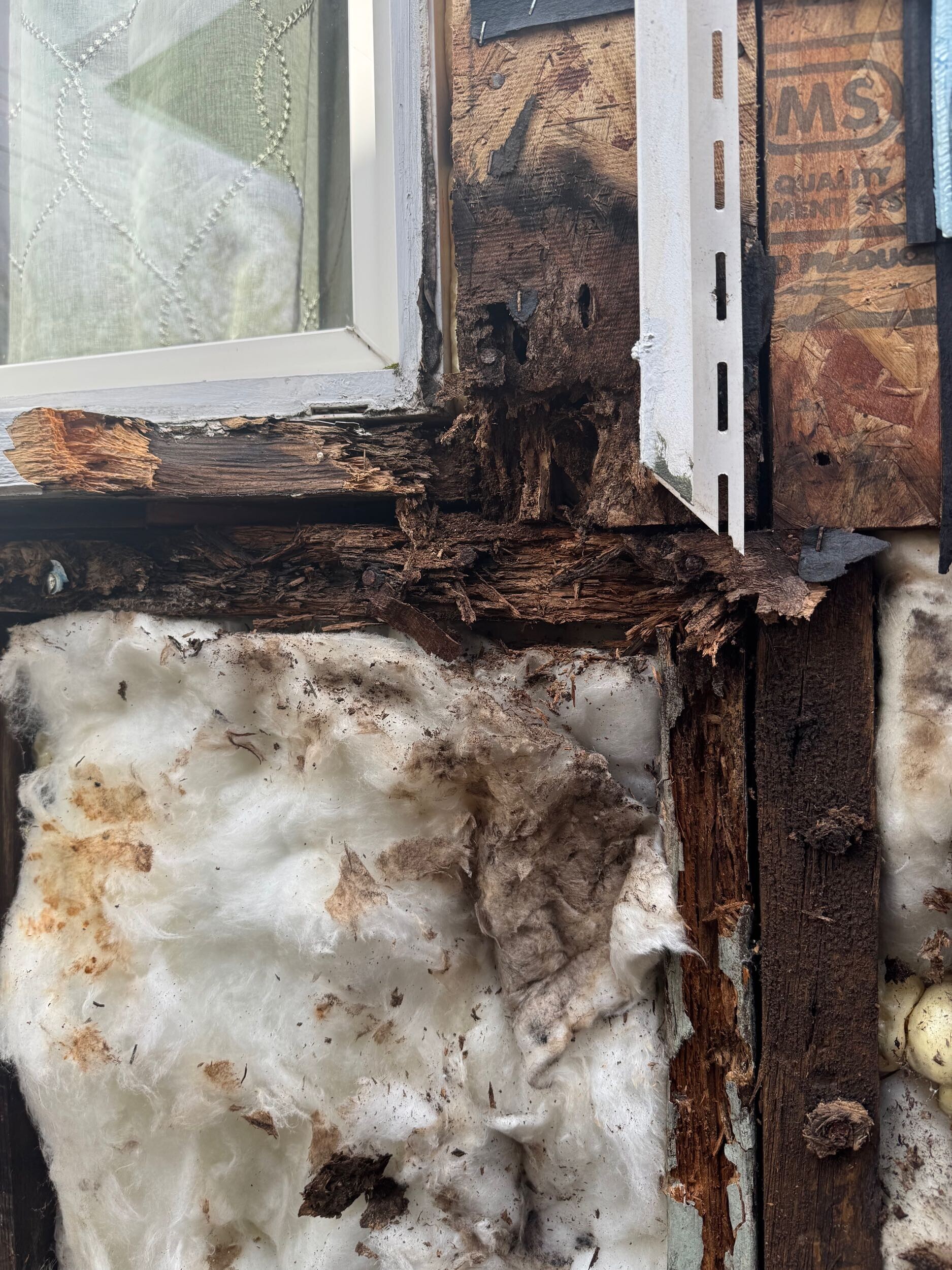 Wood wall infested with termites