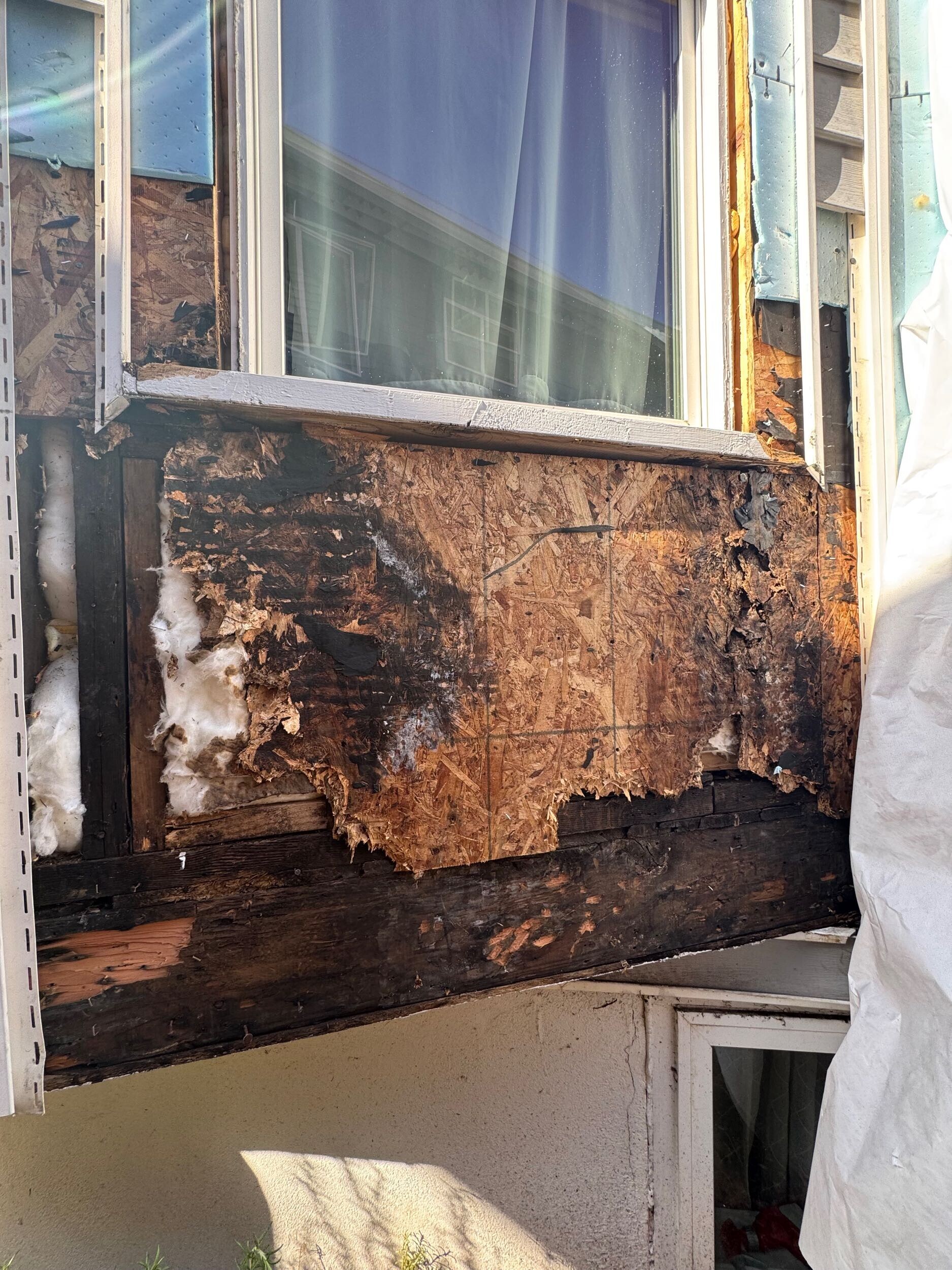 Wood wall infested with termites