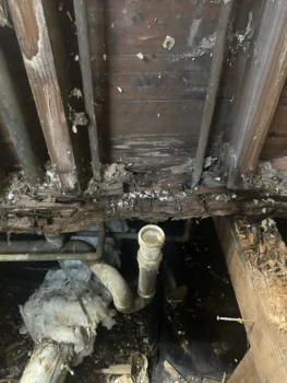 Frame Rot picture