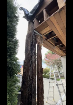 Frame Rot picture