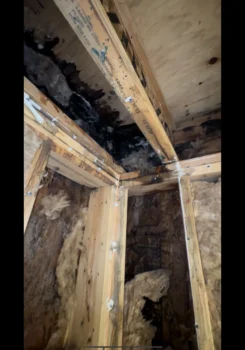 Frame Rot Picture
